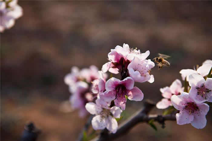 中蜂什么時候開始秋繁? 中蜂什么時候開始秋繁?