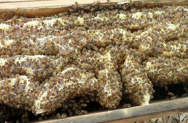 蜜蜂巢脾發(fā)霉怎么處理(蜜蜂巢脾會(huì)發(fā)霉么) 蜜蜂巢脾發(fā)霉怎么處理(蜜蜂巢脾會(huì)發(fā)霉么)