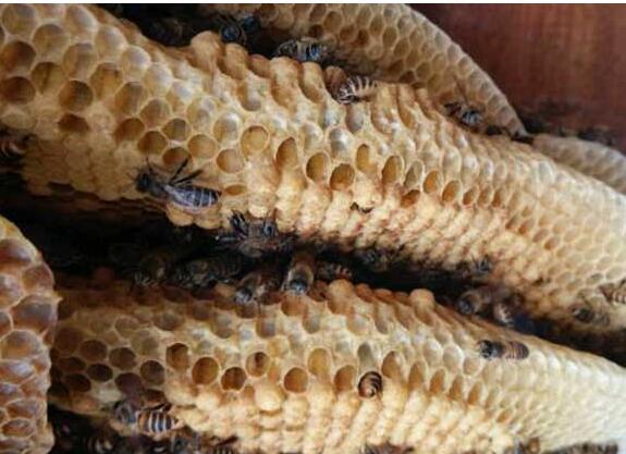 蜜蜂巢脾發(fā)霉怎么處理(蜜蜂巢脾會(huì)發(fā)霉么) 蜜蜂巢脾發(fā)霉怎么處理(蜜蜂巢脾會(huì)發(fā)霉么)