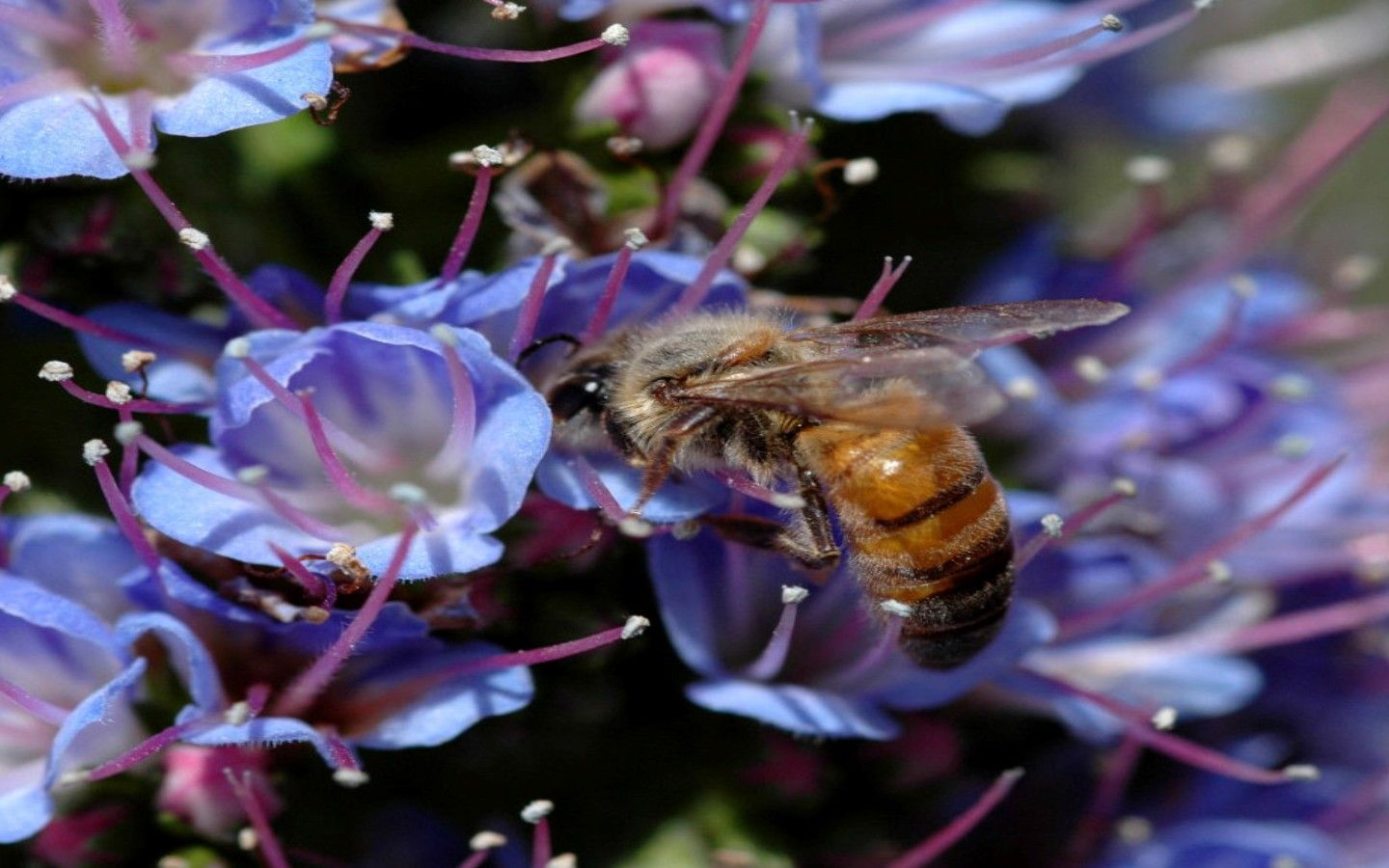 新手養(yǎng)蜂要先學(xué)什么技術(shù)(新手怎么學(xué)養(yǎng)蜂) 新手養(yǎng)蜂要先學(xué)什么技術(shù)(新手怎么學(xué)養(yǎng)蜂)