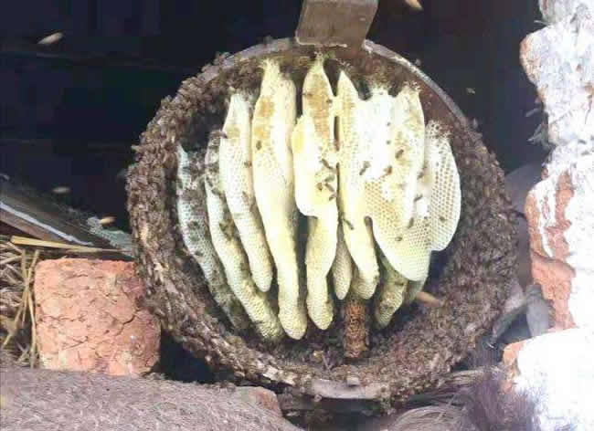 什么是土法養蜂技術? 什么是土法養蜂技術?