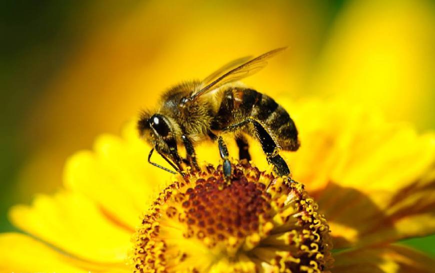蜂王是被蜜蜂接受的嗎(一只好蜂王的重要性) 蜂王是被蜜蜂接受的嗎(一只好蜂王的重要性)