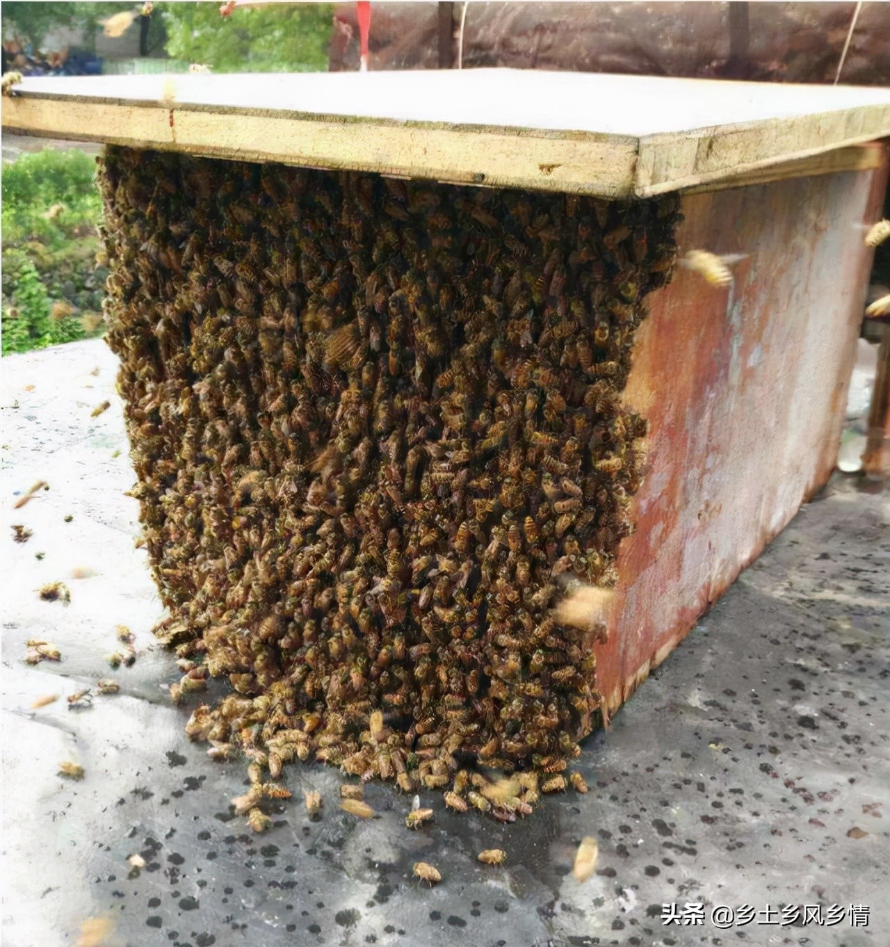 誘蜂技巧和方法(快速簡單又高效的誘蜂技術和方法) 誘蜂技巧和方法(快速簡單又高效的誘蜂技術和方法)