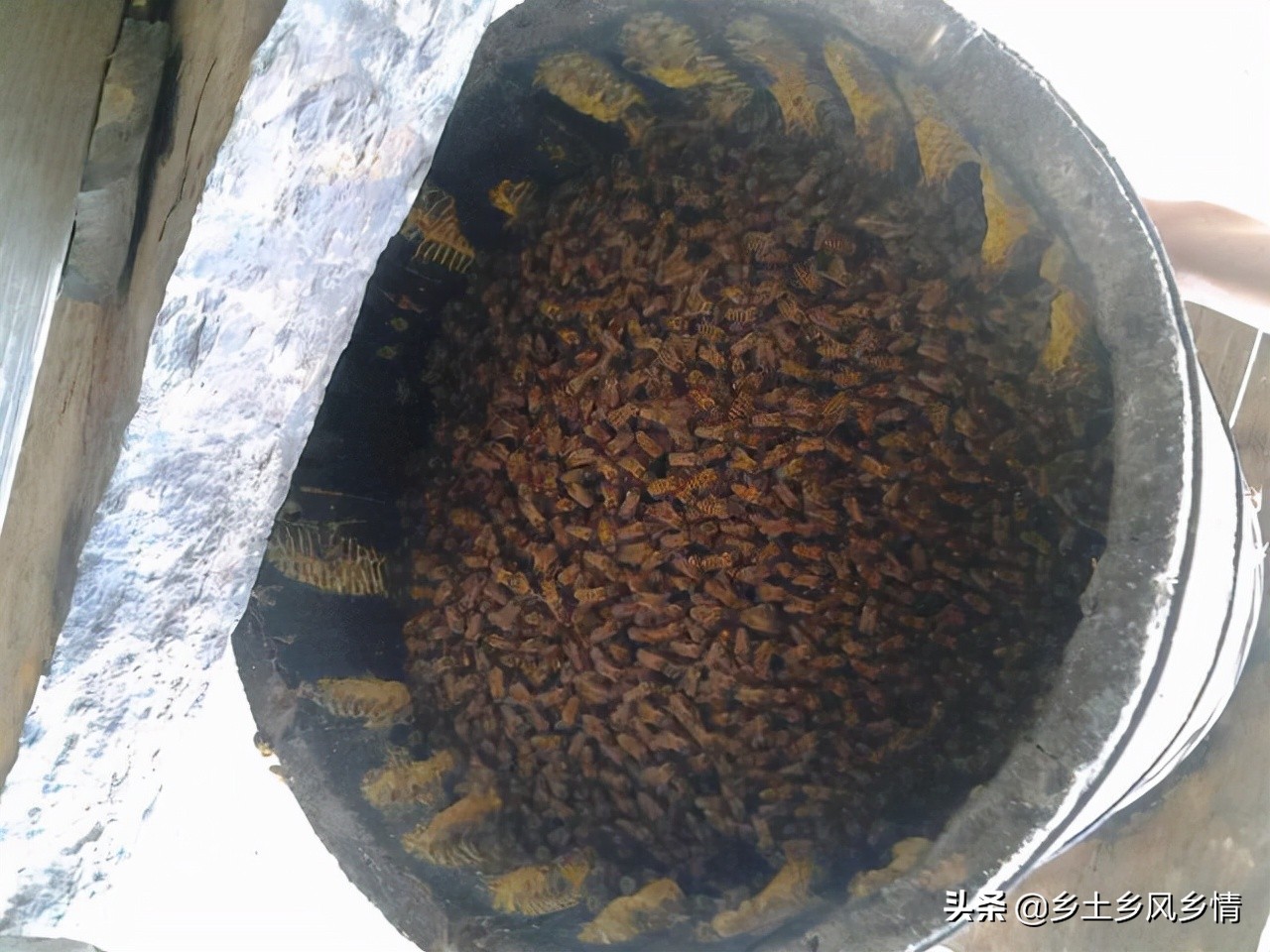 誘蜂技巧和方法(快速簡單又高效的誘蜂技術和方法) 誘蜂技巧和方法(快速簡單又高效的誘蜂技術和方法)