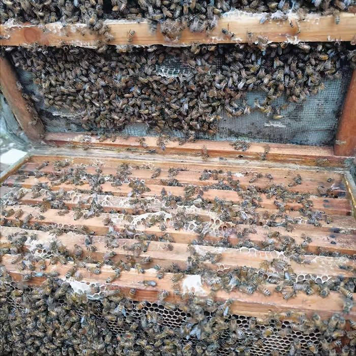 人工分蜂最佳時間及注意事項 人工分蜂最佳時間及注意事項