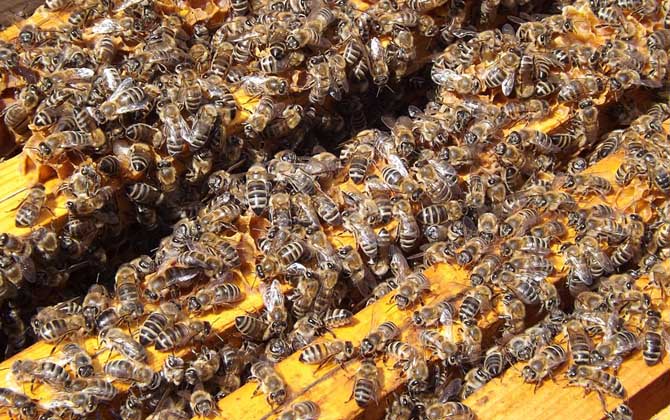 新手養蜂入門及注意事項 新手養蜂