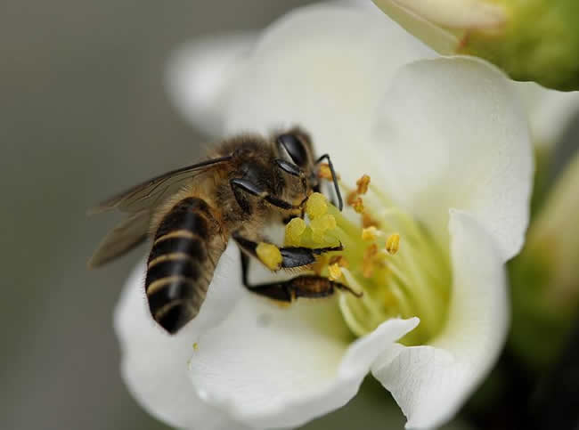 【養(yǎng)蜂技術(shù)】蜜蜂科學養(yǎng)殖技術(shù)有哪些? 蜜蜂養(yǎng)殖技術(shù)