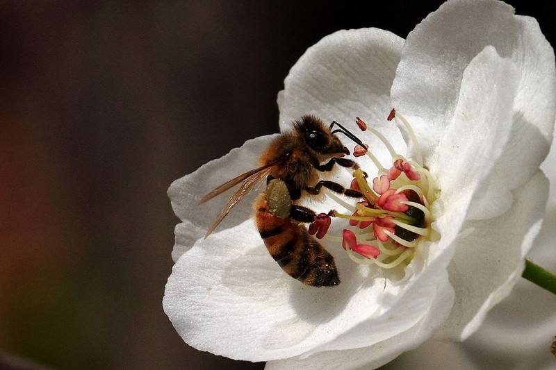 【養(yǎng)蜂技術(shù)】蜜蜂科學養(yǎng)殖技術(shù)有哪些? 蜜蜂養(yǎng)殖技術(shù)