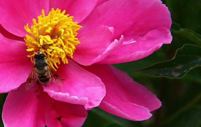 【養(yǎng)蜂技術(shù)】蜜蜂科學養(yǎng)殖技術(shù)有哪些? 蜜蜂養(yǎng)殖技術(shù)