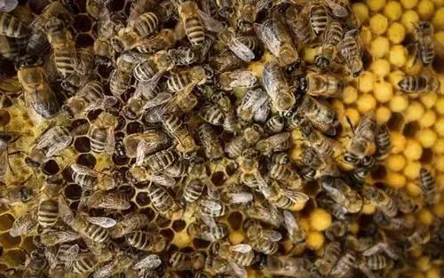 工蜂向蜂王擺動是什么意思(圍著蜂王的蜜蜂,都是蜂王的“丫鬟”) 工蜂向蜂王擺動是什么意思(圍著蜂王的蜜蜂,都是蜂王的“丫鬟”)