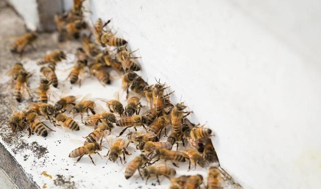 蜜蜂人工分蜂方法怎么樣分(最簡單的人工分蜂法) 蜜蜂人工分蜂方法怎么樣分(最簡單的人工分蜂法)