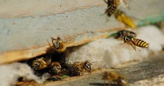 蜜蜂人工分蜂方法怎么樣分(最簡單的人工分蜂法) 蜜蜂人工分蜂方法怎么樣分(最簡單的人工分蜂法)
