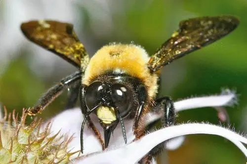 熊蜂筑巢產卵 熊蜂筑巢產卵