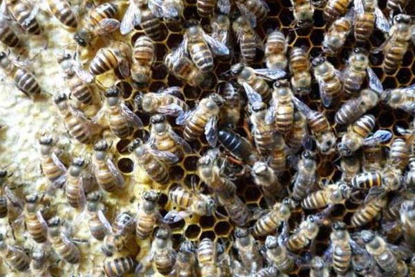 蜂王真的是領導者嗎（蜂王控制蜂群的秘密）