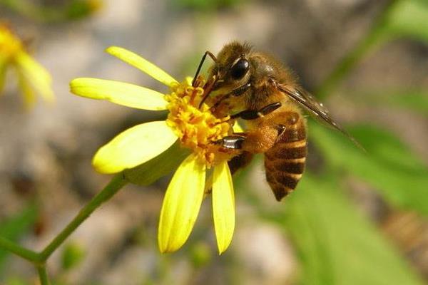 蜂箱中黑蜂多好不好?(黑蜂多的原因和處理辦法) 蜂箱中黑蜂多好不好?(黑蜂多的原因和處理辦法)