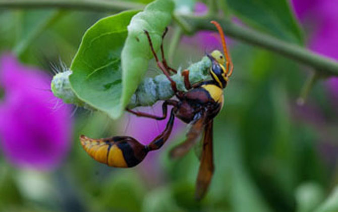 細(xì)腰蜂有什么危害(家里有細(xì)腰蜂是怎么回事) 細(xì)腰蜂有什么危害(家里有細(xì)腰蜂是怎么回事)