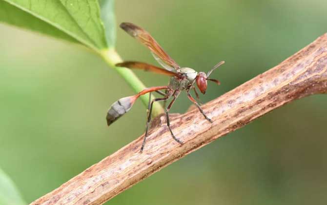 細(xì)腰蜂有什么危害(家里有細(xì)腰蜂是怎么回事) 細(xì)腰蜂有什么危害(家里有細(xì)腰蜂是怎么回事)