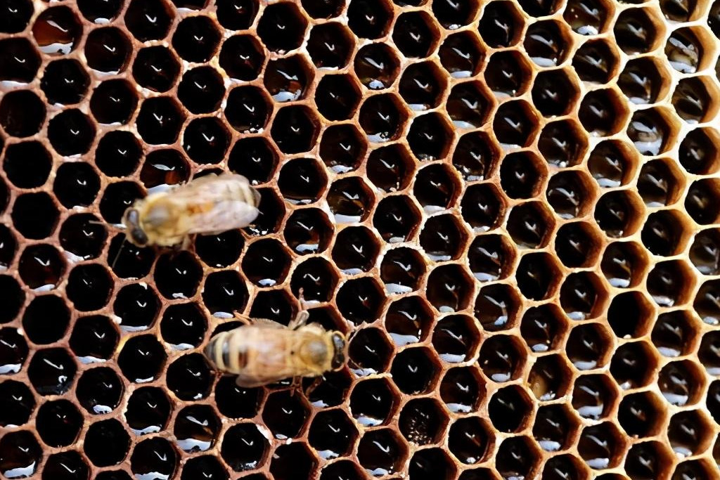 巢蟲什么季節(jié)會有(什么季節(jié)蟲子多) 巢蟲什么季節(jié)會有(什么季節(jié)蟲子多)