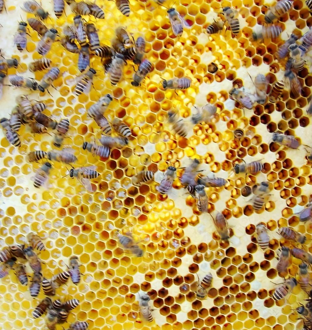 巢蟲什么季節(jié)會有(什么季節(jié)蟲子多) 巢蟲什么季節(jié)會有(什么季節(jié)蟲子多)