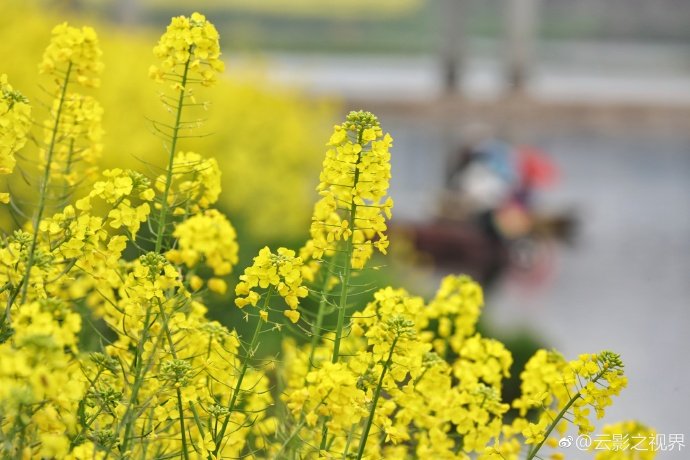 福建輔助蜜源有哪些（福建地區蜜源植物大全）