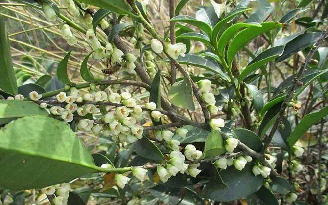 產蜜最多的蜜源植物有哪些？（高產蜜源植物介紹）