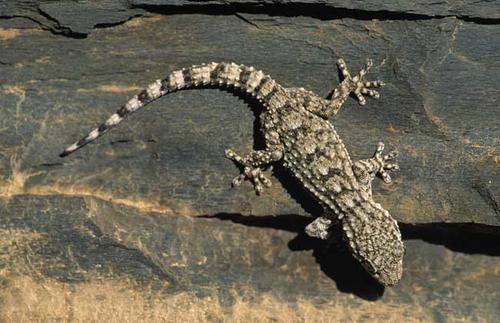 蜜蜂天敵有哪些?如何防范呢? 蜜蜂天敵有哪些