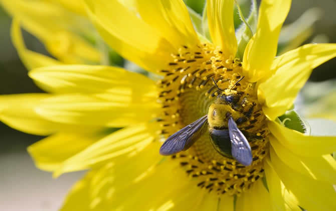 蜜蜂養殖技術之秋季蜂群管理技巧 蜜蜂養殖技術之秋季蜂群管理技巧