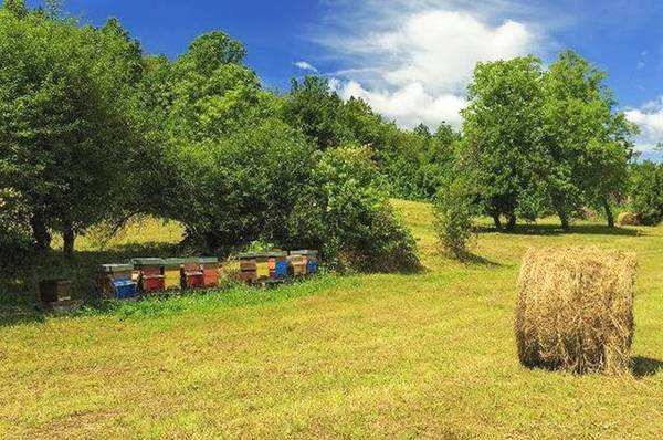 新手養(yǎng)蜂如何防止分蜂熱? 新手養(yǎng)蜂如何防止分蜂熱?