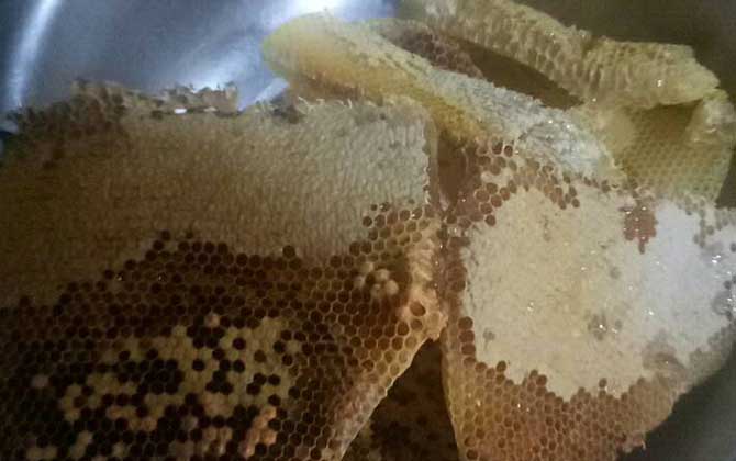 蜂巢是怎么形成的(蜂巢的形成過程) 蜂巢是怎么形成的(蜂巢的形成過程)