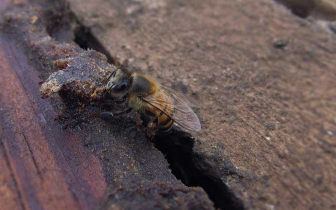 病毒靈能治中華蜜蜂什么病（病毒靈治中蜂的劑量是多少？）