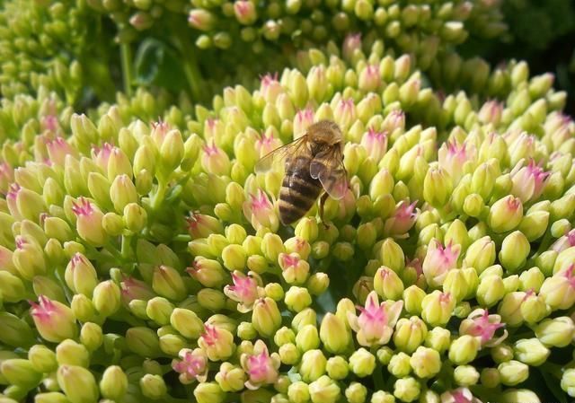 蜜源和花卉的區(qū)別（蜜源和花卉的定義）