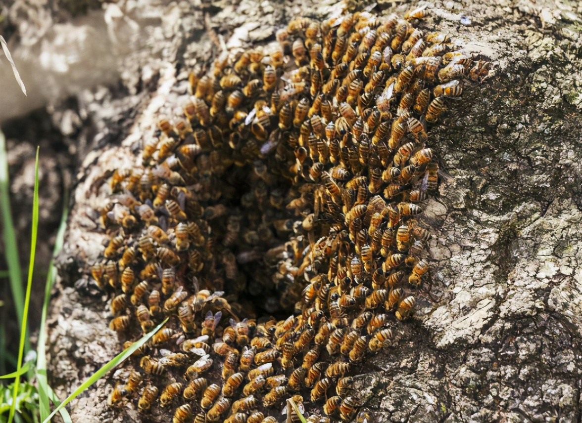 如何尋找野生蜜蜂(野外尋找蜜蜂的方法和技巧) 如何尋找野生蜜蜂(野外尋找蜜蜂的方法和技巧)