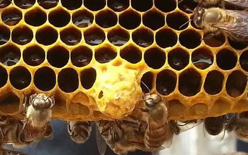 如何提高王臺介王成功率 如何提高王臺介王成功率