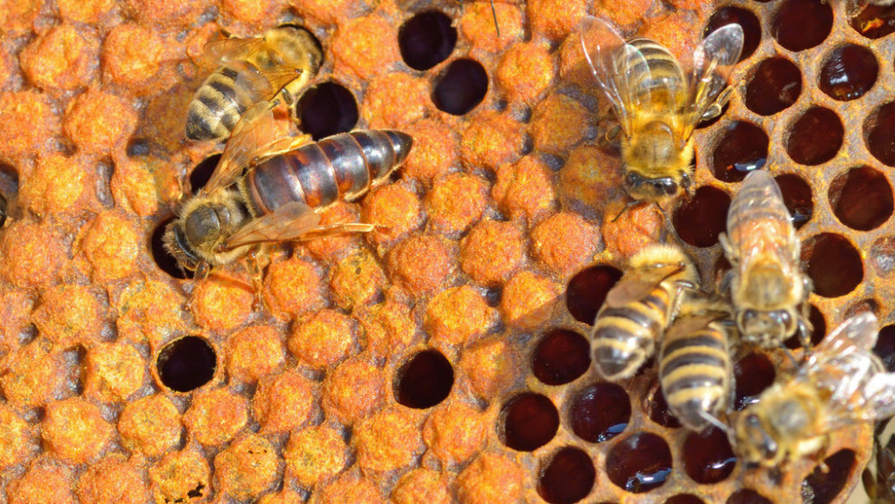 蜂王交尾不成功能產(chǎn)卵嗎(蜂王和工蜂同時(shí)產(chǎn)卵怎么辦) 蜂王交尾不成功能產(chǎn)卵嗎(蜂王和工蜂同時(shí)產(chǎn)卵怎么辦)