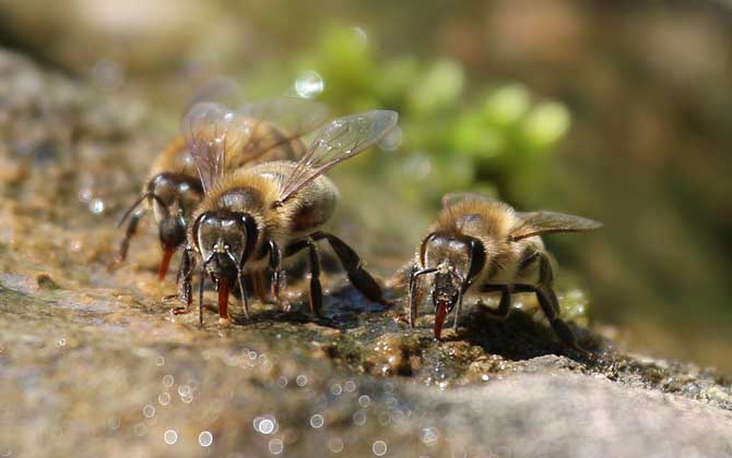 蜜蜂的分工是蜂王安排的(蜜蜂王國(guó)是怎么分工的) 蜜蜂的分工是蜂王安排的(蜜蜂王國(guó)是怎么分工的)