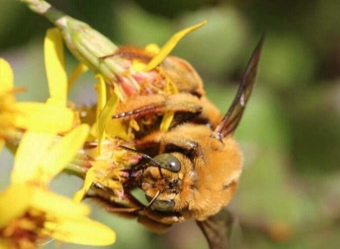 養蜂初學者如何養好蜜蜂 養蜂初學者如何養好蜜蜂