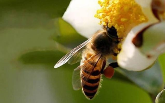 蜂王是雌性還是雄性(蜂王的雌雄區分) 蜂王是雌性還是雄性(蜂王的雌雄區分)