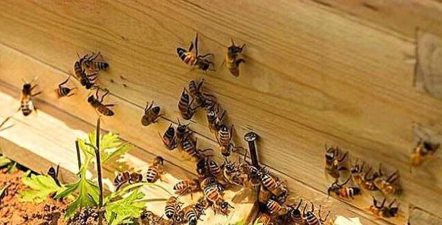 蜂路一般要多寬(蜜蜂蜂路標準距離) 蜂路一般要多寬(蜜蜂蜂路標準距離)