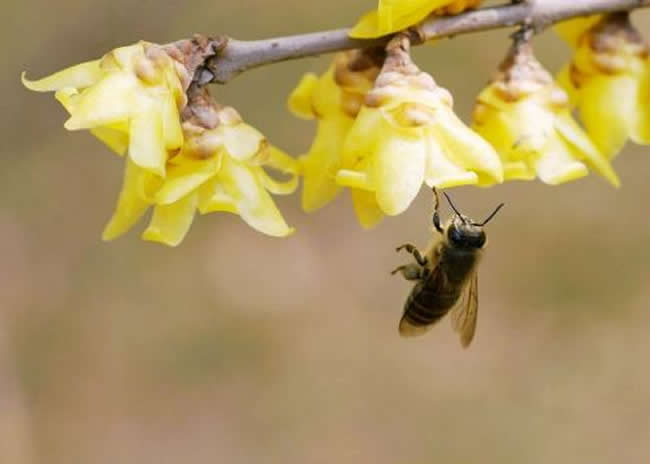 自然分蜂后怎么處理？