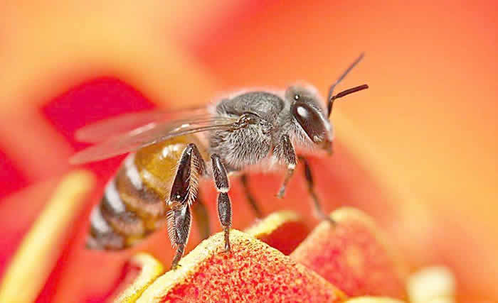 自然分蜂后怎么處理？