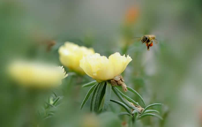 自然分蜂后怎么處理？