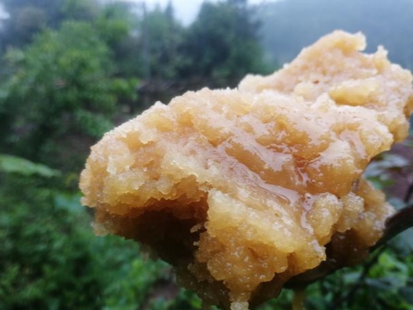 蜜蜂什么時候取蜜最好？取蜜的3種常用方法，每種方法的利與弊
