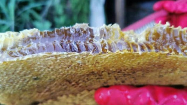 蜜蜂什么時候取蜜最好？取蜜的3種常用方法，每種方法的利與弊