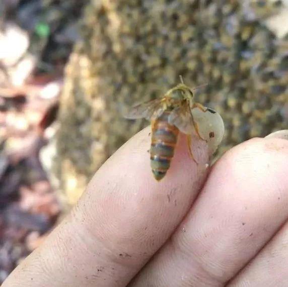 蜂王交尾時(shí)間選擇幾點(diǎn)(蜂王一生交多少次尾) 蜂王交尾時(shí)間選擇幾點(diǎn)(蜂王一生交多少次尾)