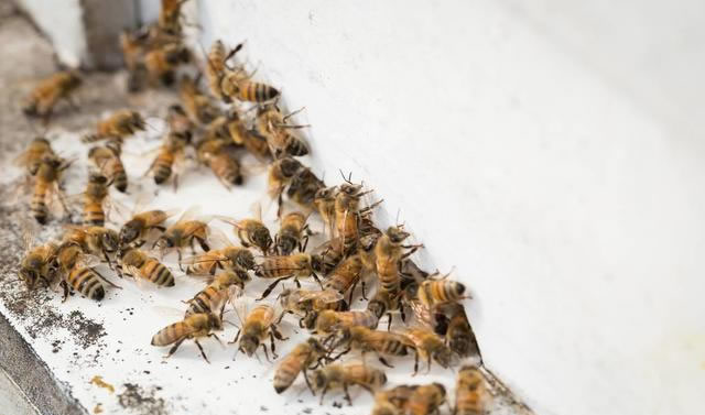 人工分蜂最佳時間是幾點?上午還是下午? 人工分蜂最佳時間是幾點?上午還是下午?