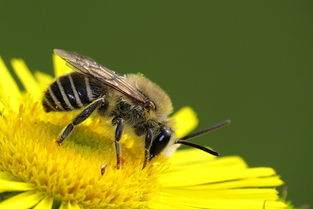 蜂王與工蜂的相同點是什么(蜂王跟蜜蜂有什么區別) 蜂王與工蜂的相同點是什么(蜂王跟蜜蜂有什么區別)