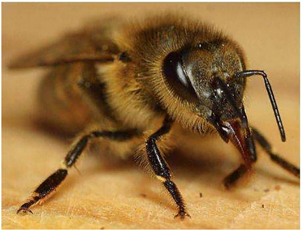 蜂王與工蜂的相同點是什么(蜂王跟蜜蜂有什么區別) 蜂王與工蜂的相同點是什么(蜂王跟蜜蜂有什么區別)