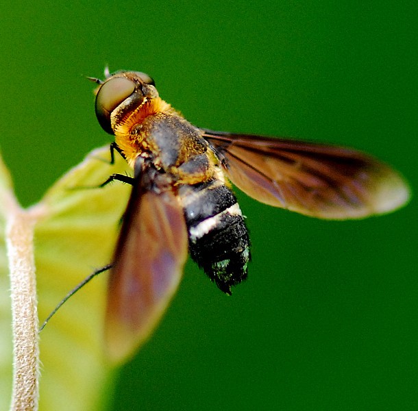 蜂王與工蜂雄峰有什么發育來(什么是雄蜂) 蜂王與工蜂雄峰有什么發育來(什么是雄蜂)