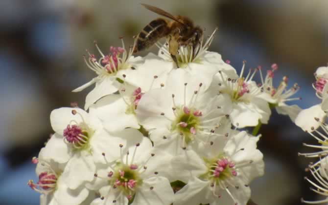 蜂少脾多會出現什么情況(脾多于蜂的后果) 蜂少脾多