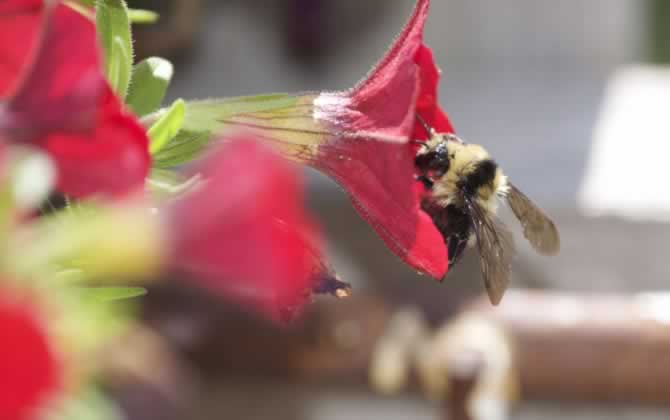 蜂少脾多會出現什么情況(脾多于蜂的后果) 蜂少脾多